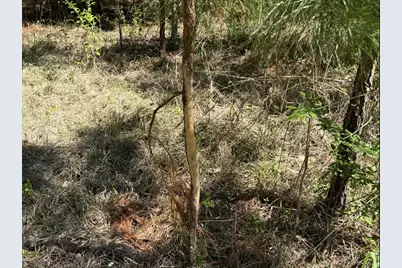 Tract 3 Fm 542, Oakwood, TX 75855 - Photo 5