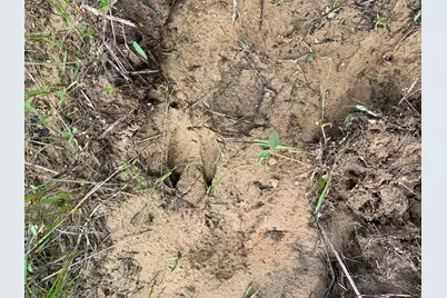 Tbd Cr 381, Oakwood, TX 75855 - Photo 11