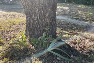 601 Bolivar St, Denton, TX 76201 - Photo 21