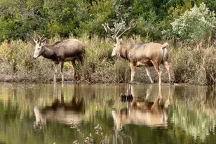 7413 Quail Hollow Court, LaRue, TX 75770 - Photo 9