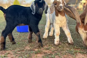 432 Clark Rd, Abilene, TX 79602 - Photo 5