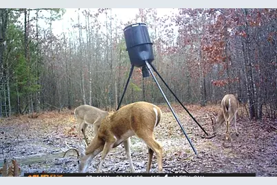 55+/- Acres County Road 4223, Simms, TX 75574 - Photo 17