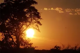 Tbd Fm 317, Chandler, TX 75758 - Photo 1