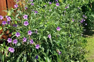 1202 Spanish Flower Dr, Granbury, TX 76048 - Photo 23