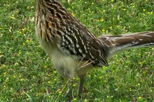 820 Ports O Call Dr, Granbury, TX 76048 - Photo 21