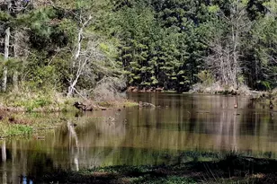 435 Fm 2064 N, Jacksonville, TX 75766 - Photo 5