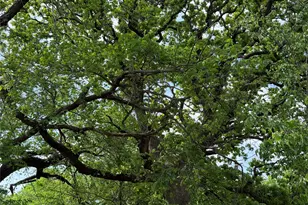 3107 Briar Ln, Southlake, TX 76092 - Photo 23