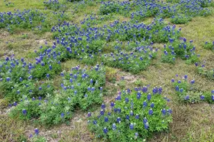 3031 Fm-275 N, Cumby, TX 75433 - Photo 17