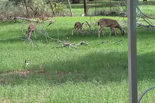 409 Pecan Grove Dr, Clyde, TX 79510 - Photo 15