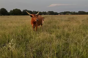 17821 Co Rd 4069, Kemp, TX 75143 - Photo 17