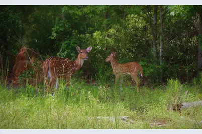 Lot 377 Timber Ridge, LaRue, TX 75770 - Photo 23