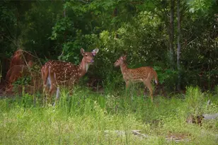 Lot 377 Timber Ridge, LaRue, TX 75770 - Photo 23