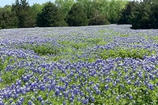 821 Ewing Rd, Ferris, TX 75125 - Photo 1