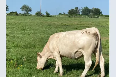 Pr 114 Pr 114, Covington, TX 76636 - Photo 5