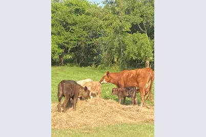 Pr 114 Pr 114, Covington, TX 76636 - Photo 3