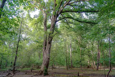 00 Off Of Farm To Market Road 2064, Troup, TX 75789 - Photo 7