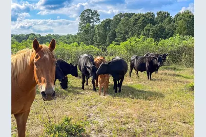000 County Road 4520, LaRue, TX 75770 - Photo 21