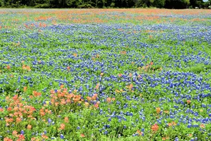 Lot 2 Private Road 425, Hillsboro, TX 76645 - Photo 1
