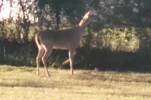 10970 Co Rd 4020, Kemp, TX 75143 - Photo 27