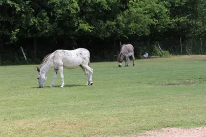 1199 County Road 1245, Savoy, TX 75479 - Photo 3