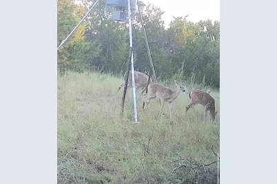 3828 W Fm 219, Hico, TX 76457 - Photo 13