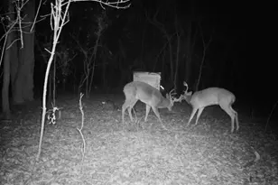 555 Yowell Hill Rd, Tom Bean, TX 75491 - Photo 9