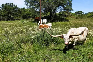 156 Pr 3626, Springtown, TX 76082 - Photo 33