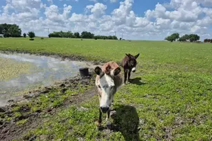 9561 N Tx-50 Hwy, Ladonia, TX 75449 - Photo 1