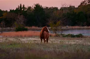1210A County Road 232, Collinsville, TX 76233 - Photo 31