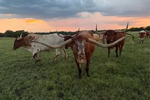 1704 Co Rd 1002, Greenville, TX 75401 - Photo 37