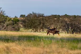 890 N Fm 573, Mullin, TX 76864 - Photo 25