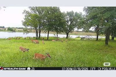 297 Zebrastone Way, Poolville, TX 76487 - Photo 5
