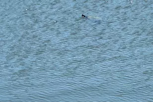 721 Lori Dr, Palm Springs, FL 33461 - Photo 21