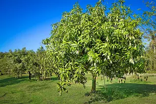 3057 D Rd, Loxahatchee Groves, FL 33470 - Photo 5