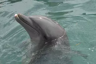 7041 Harbor Village Dr, Duck Key, FL 33050 - Photo 43