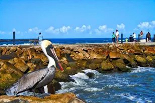 5159 N Hwy A1A Unit #311 B, Hutchinson Island, FL 34949 - Photo 75