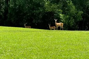 18851 Mack Dairy Rd, Jupiter, FL 33478 - Photo 47