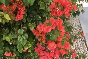 144 Norwich F, West Palm Beach, FL 33417 - Photo 19