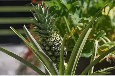 14844 Palmwood Road, Palm Beach Gardens, FL 33410 - Photo 77