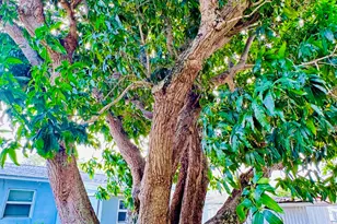 347 Flagler Blvd, West Palm Beach, FL 33403 - Photo 25