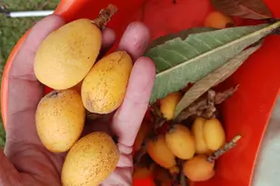 14817 Snail Trail, Loxahatchee Groves, FL 33470 - Photo 67