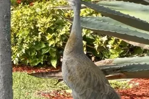 9391 Bridgeport Dr, West Palm Beach, FL 33411 - Photo 33