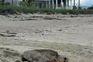 8316 S Ocean Dr, Jensen Beach, FL 34957 - Photo 119