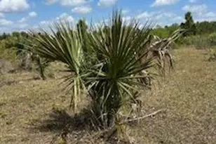 18134 NW 298th St, Okeechobee, FL 34972 - Photo 1