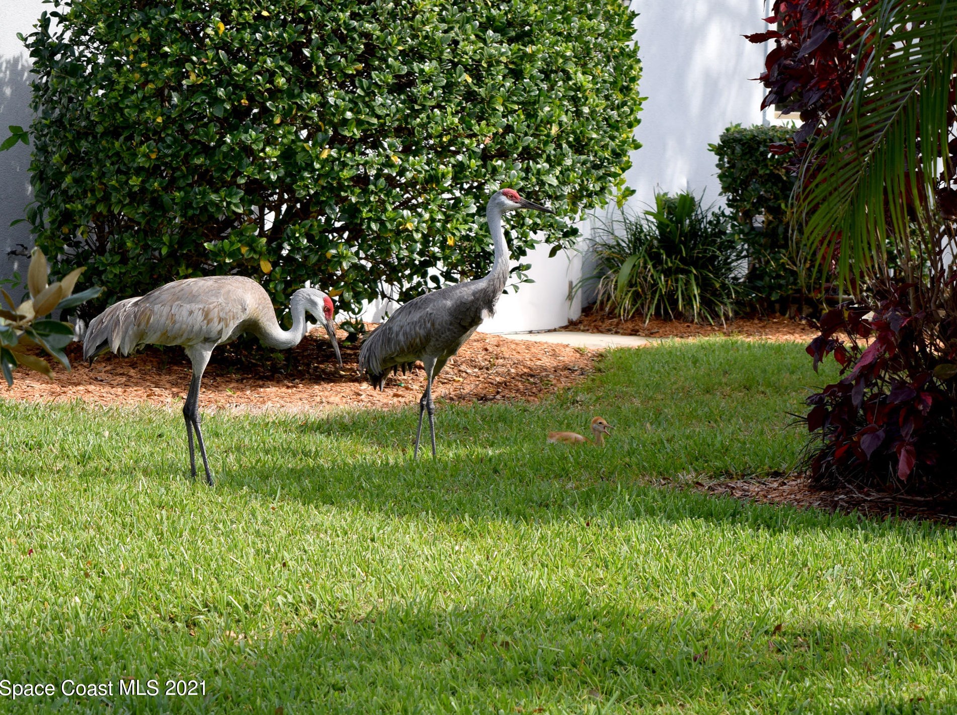 1709 Freedom Dr, Melbourne FL 32940-6714 exterior