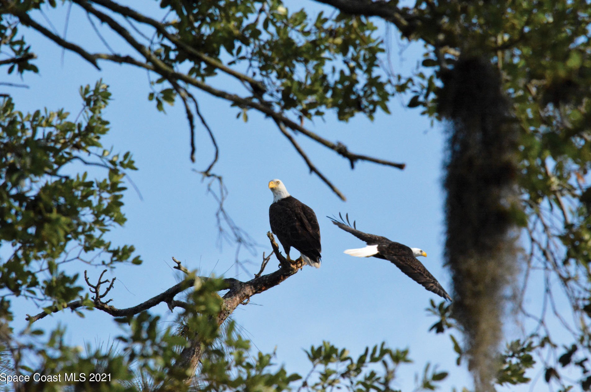 1709 Freedom Dr, Melbourne FL 32940-6714 exterior