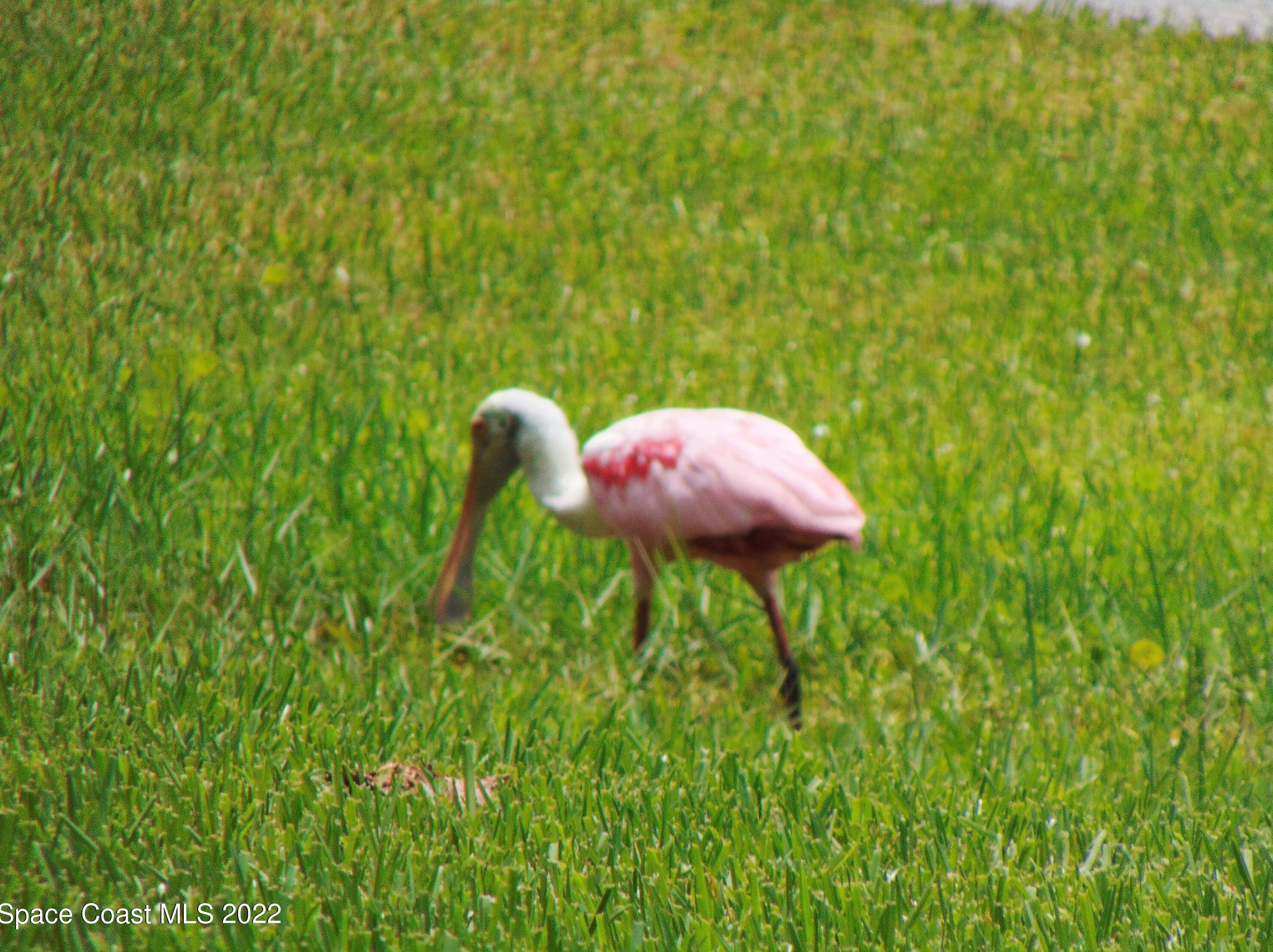 1701 Freedom Dr, Melbourne FL 32940-6714 exterior