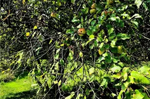 609 Trout Run Rd, Punxsutawney Area School District, PA 15767 - Photo 17