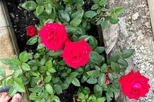 138 Evandale Dr, Green Tree, PA 15220 - Photo 43