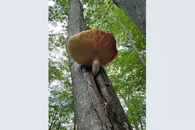 0 Matson Road, Ligonier Township, PA 15658 - Photo 33